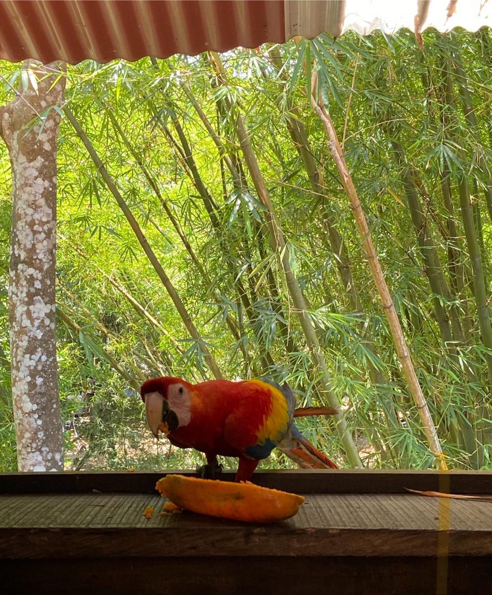 Hostal Las Mariposas ミンカ エクステリア 写真